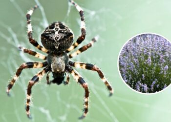 As 3 plantas que afastam aranhas naturalmente da sua casa