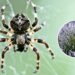 As 3 plantas que afastam aranhas naturalmente da sua casa
