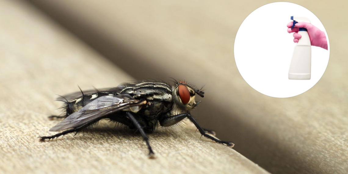 Repelência natural de moscas com uso de vinagre de maçã e óleos essenciais