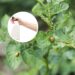 As 6 plantas perfeitas para criar um spray repelente natural