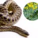 As 3 plantas mais eficazes para manter cobras bem longe