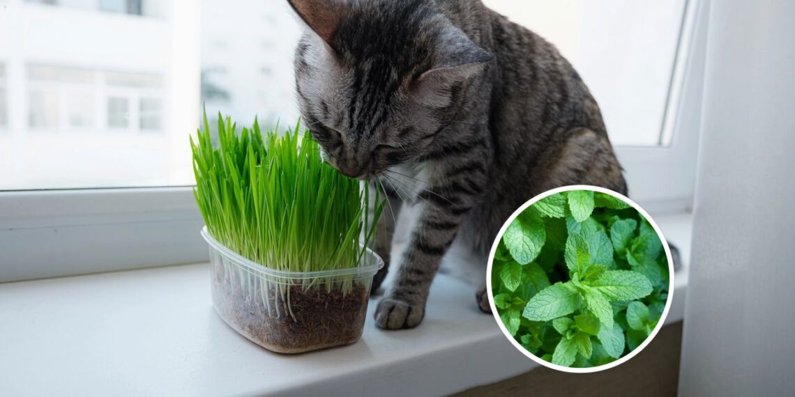 As 4 plantas mais seguras para pets que purificam o ar e afastam insetos