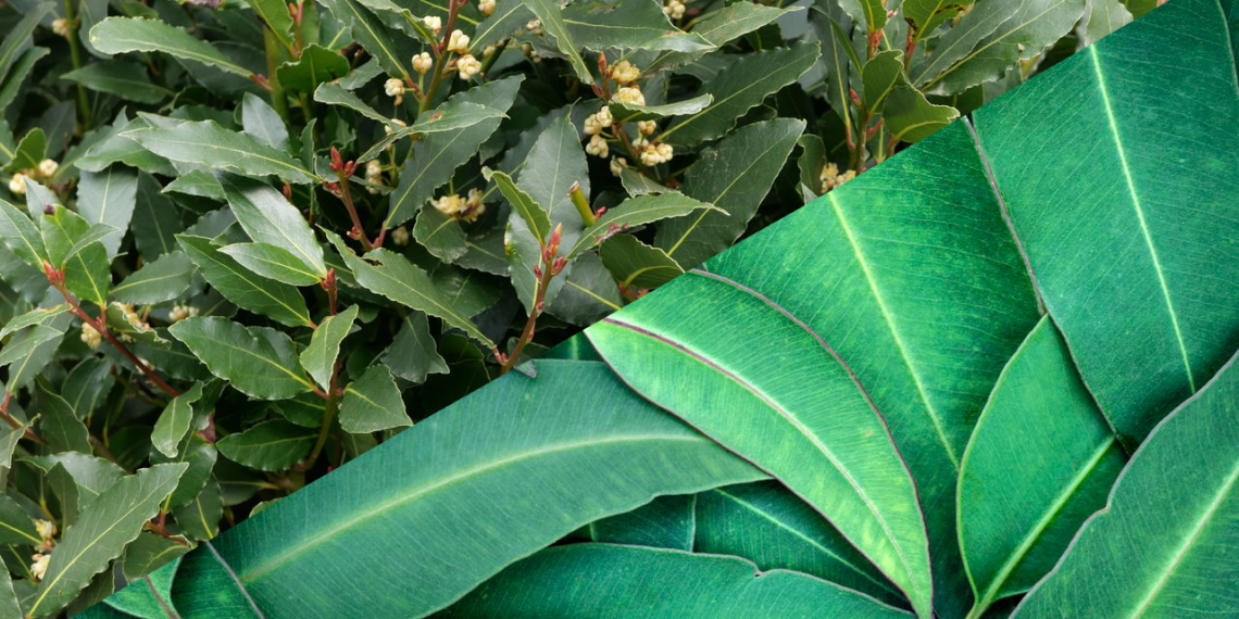Apenas duas folhas são suficientes para mudar o ar de um ambiente durante a noite
