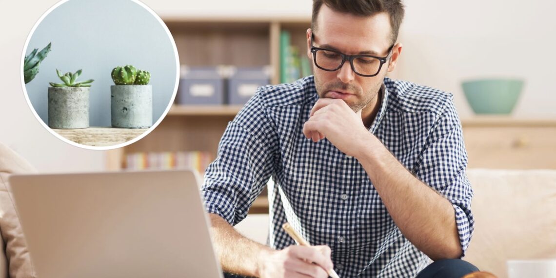 As 4 Plantas poderosas que turbinam sua produtividade e foco em minutos!
