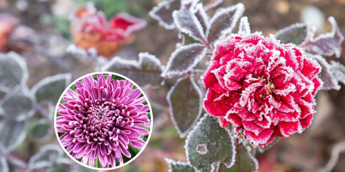As 5 melhores plantas para cultivar no inverno com sucesso