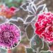 As 5 melhores plantas para cultivar no inverno com sucesso
