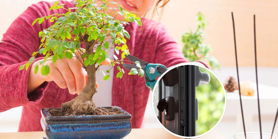 As 4 melhores plantas para proteger a entrada da sua casa