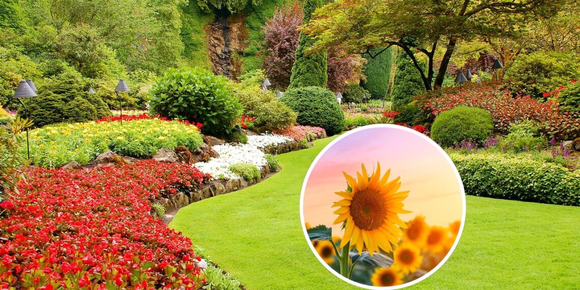 As 3 plantas que crescem mais rápido e deixam o jardim incrível