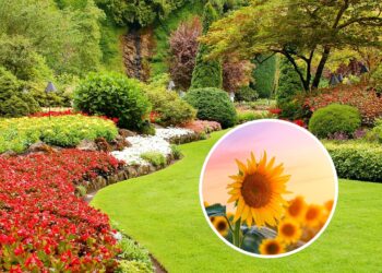 As 3 plantas que crescem mais rápido e deixam o jardim incrível