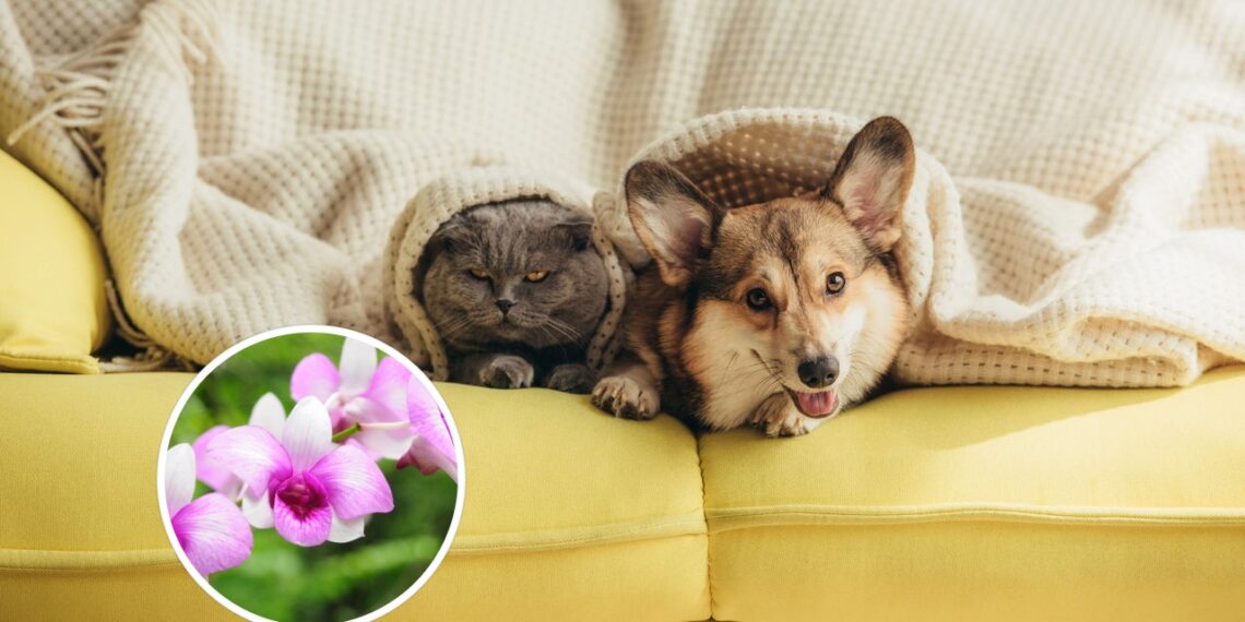As 5 melhores plantas para quem tem pets em apartamento