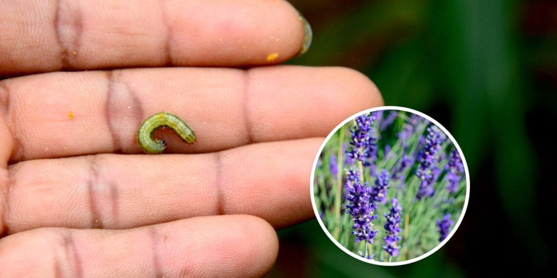 As melhores plantas para acabar com larvas no jardim