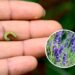 As melhores plantas para acabar com larvas no jardim
