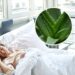 Transformar seu jardim em um refúgio para beija-flores e borboletas é uma tarefa gratificante que envolve a escolha das plantas certas. Descubra como algumas espécies específicas podem fazer a diferença na vida selvagem que visita seu espaço verde. Confira abaixo os pontos-chave que serão abordados: Principais plantas que atraem beija-flores e borboletas. Como integrar essas plantas ao seu jardim de forma harmônica. Dicas práticas para manter o ambiente sempre convidativo. Quais Plantas São Atraentes para Beija-flores? Os beija-flores são atraídos por flores tubulares de cores vibrantes. Se deseja atrair esses pássaros espectaculares, aposte em plumbago e gerânio no seu jardim. Suas flores ricas em néctar são um banquete para eles. Como Tornar seu Jardim um Paraíso para Borboletas? Para transformar seu jardim em um santuário para borboletas, invista em plantas como lavanda e mil-folhas. Elas não só fornecem néctar, mas também servem de abrigo e local para a postura de ovos. Por que Integração é Importante no seu Jardim? A harmonia entre plantas e animais é fundamental. Diversifique as espécies, criando um ecossistema que suporte diferentes tipos de vida selvagem. Esta prática não só embeleza o jardim, mas também fortalece a saúde das plantas. Atenção: Evite o uso de pesticidas que podem afastar tanto as borboletas quanto os beija-flores. Dicas para Manter seu Jardim Atraente o Ano Todo Manter o jardim atraente durante o ano todo requer planejamento e cuidado. Aqui está como fazer: Plante em épocas diferentes para garantir flores o ano inteiro. Regue regularmente, mas evite encharcar. Adube as plantas periodicamente para mantê-las fortes e saudáveis. Leia também: Como Escolher as Melhores Plantas para um Jardim Sustentável Adotar práticas que favorecem a biodiversidade transforma seu jardim em um espaço único e atraente para vários tipos de vida selvagem. Resumo Rápido dos Benefícios em Trazer Vida Selvagem para o Jardim Melhora a saúde das plantas ao promover polinização natural. Ecossistema equilibrado e visualmente atrativo. Conexão direta com a natureza, relaxante e pedagógica.