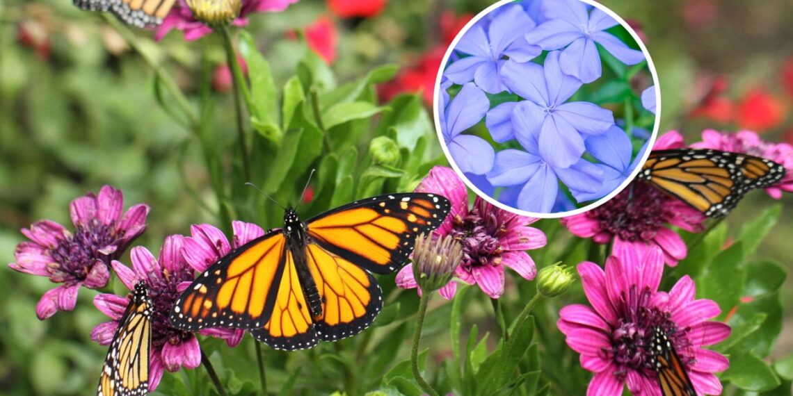 As melhores flores para atrair beija-flores e borboletas ao seu jardim