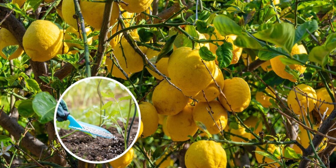Fertilizantes que farão suas árvores frutíferas prosperarem e produzirem mais