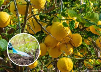 Fertilizantes que farão suas árvores frutíferas prosperarem e produzirem mais