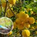 Fertilizantes que farão suas árvores frutíferas prosperarem e produzirem mais