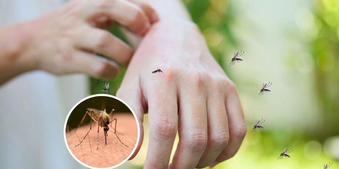 5 maneiras simples de evitar picadas de mosquitos em casa, no terraço ou no jardim, além de pulverizar inseticidas