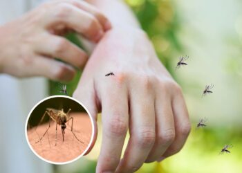 5 maneiras simples de evitar picadas de mosquitos em casa, no terraço ou no jardim, além de pulverizar inseticidas