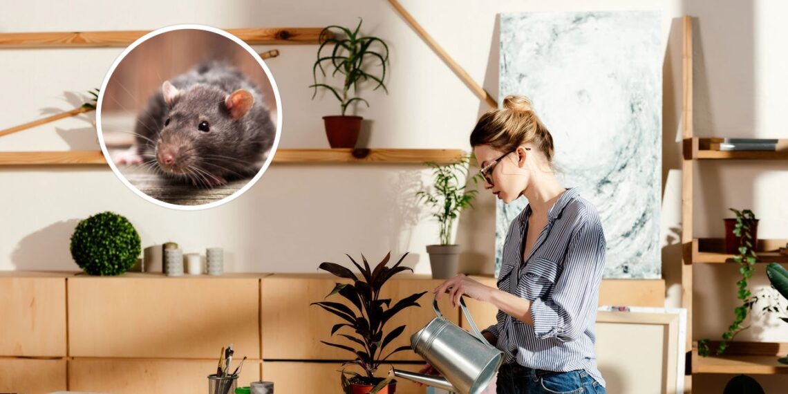 As 3 melhores plantas para afastar ratos de sua casa de forma rápida e eficiente!