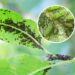 As 3 plantas para mandar os pulgões para longe do seu jardim