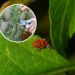 As 6 melhores plantas para acabar com os ácaros na sua horta