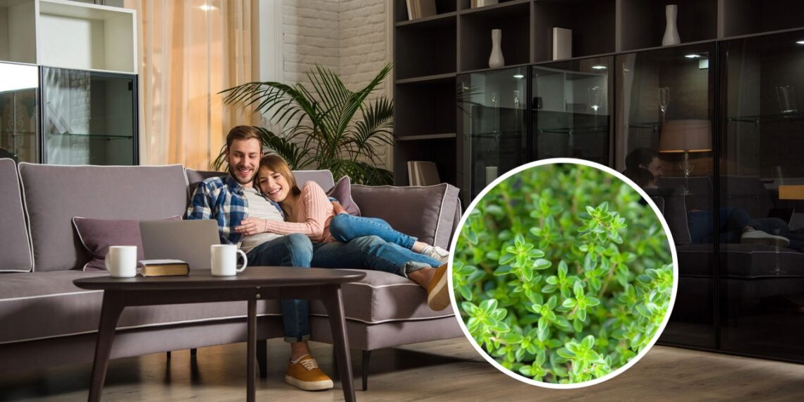 As 6 plantas para crescerem juntas e deixarem a sua casa ainda mais bonita