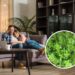 As 6 plantas para crescerem juntas e deixarem a sua casa ainda mais bonita