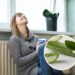 As 3 plantas mais eficazes para acalmar a mente e purificar o ar