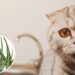 Tem gato e ama plantas em casa? Veja como manter os dois em harmonia