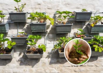 7 plantas ideais para cultivar na sua horta vertical em casa