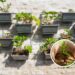 7 plantas ideais para cultivar na sua horta vertical em casa