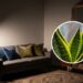 Veja sua casa ganhar vida com essas plantas que crescem sem sol