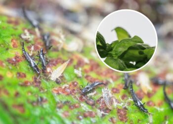 As 3 melhores plantas repelentes naturais para afastar tripés