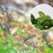 As 3 melhores plantas repelentes naturais para afastar tripés