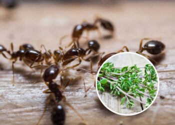 4 plantas contra formigas viram tendência para quem quer casa limpa