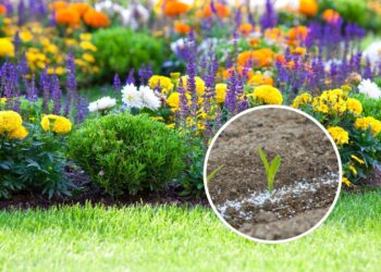 O melhor tipo de fertilizante para deixar seu jardim mais saudável