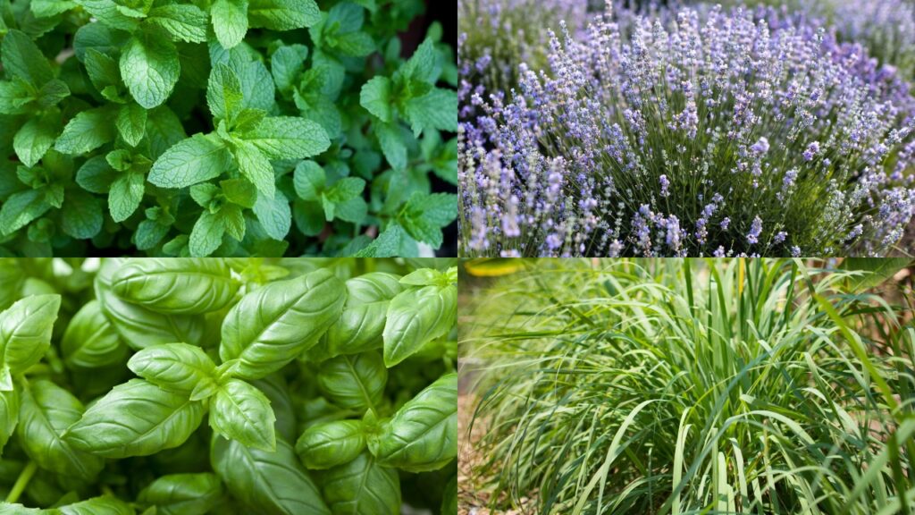 Citronela, Manjericão, Lavanda, Hortelã