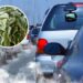As 3 melhores plantas para resistir à poluição nas cidades
