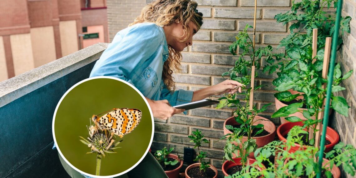 Plantas que mais atraem polinizadores no jardim urbano