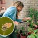 Plantas que mais atraem polinizadores no jardim urbano