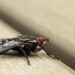 Armadilha simples e eficaz que elimina as moscas de sua casa rapidamente