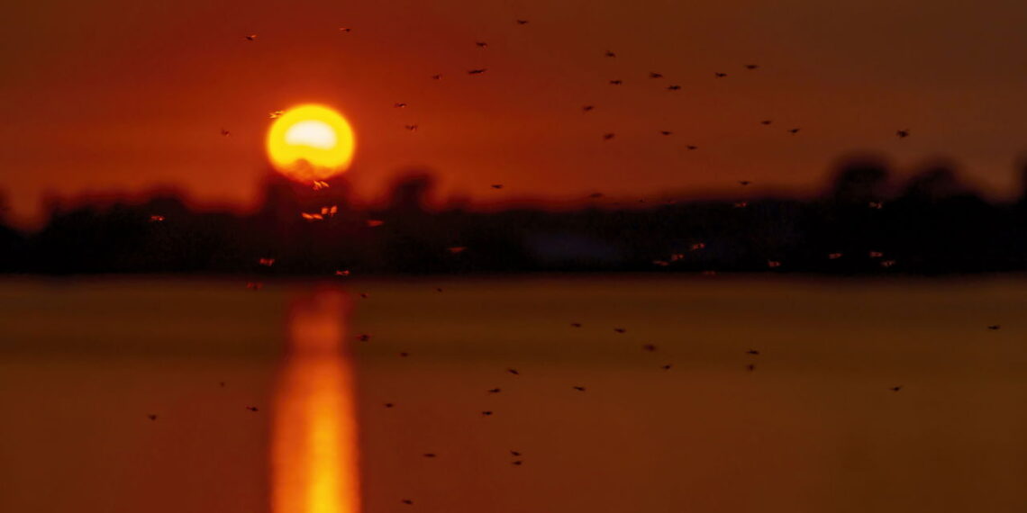 Dois erros que atraem mosquitos para sua casa todas as noites