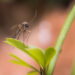 Quer menos insetos? Cultive estas 4 plantas que repelem mosquitos e moscas
