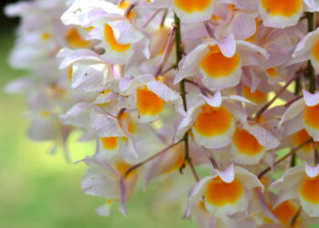As 3 plantas que viraram símbolo de sofisticação na decoração