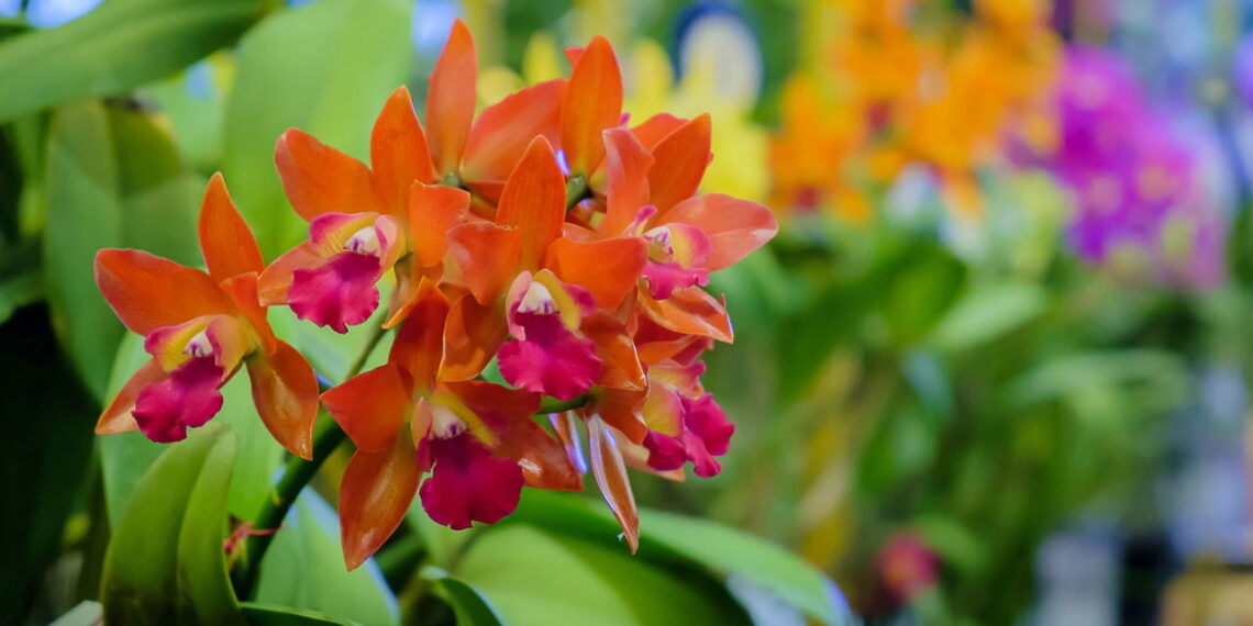 Conheça a flor mais desejada do Brasil que virou xodó dos lares!