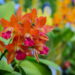Conheça a flor mais desejada do Brasil que virou xodó dos lares!