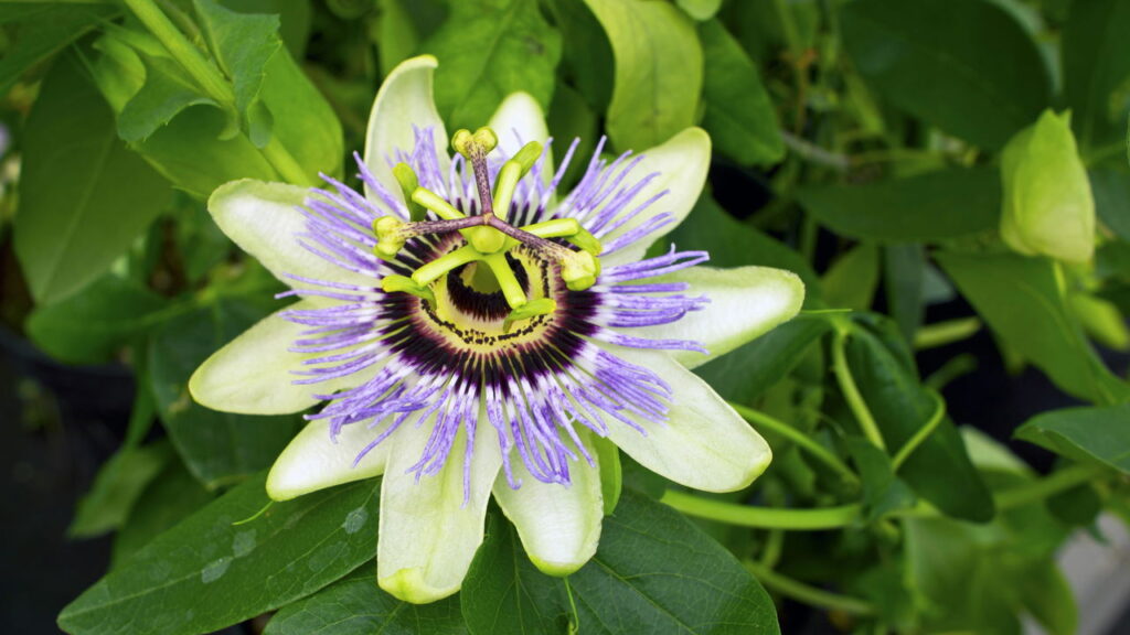 As 3 melhores plantas para controlar o estresse crônico