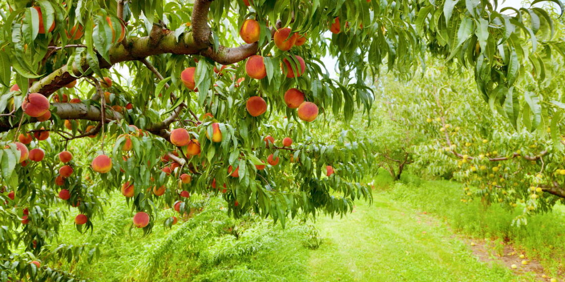 Fruta de aroma marcante e sabor único é muito apreciada pelo fácil cultivo