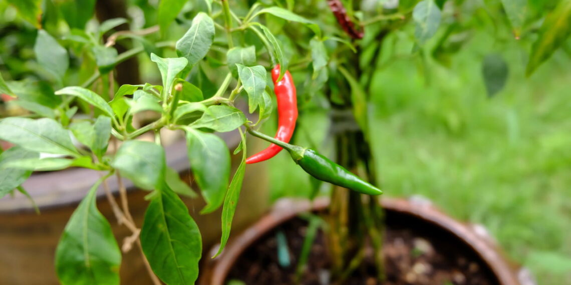 As 6 plantas mais poderosas para espiritualidade e equilíbrio